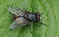 Musca-autumnalis